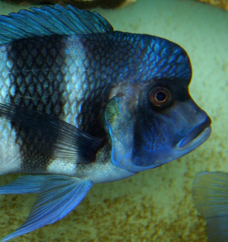 Cyphotilapia gibberosa 'Ikola'